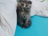 Güzeller güzeli yavrumuz SCOTTİSH FOLD