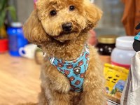 Çiftleşme 1 yaşındaki poodle köpeğimiz
