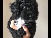 Evde bakılabilecek tek ırk toy poodledir