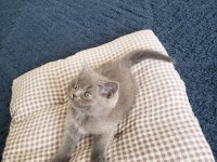 Scottish fold ve british yavrular rezervasyona hazır