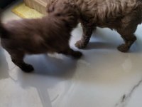 0 numara toy poodle