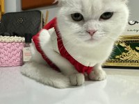 Kırık kulak cins kedimiz