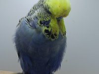 Show jumbo muhabbet kuşu