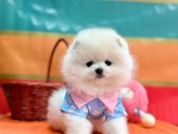 Safkan Pomeranian Boo Köpeklerimiz