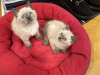 british shorthair Blu Point