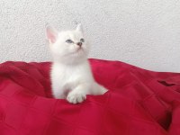 BRİTİSH SHORTHAİR YAVRULARI