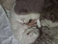 British shorthair yavrular