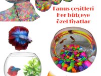 Fanus akvaryum japon beta Antalya