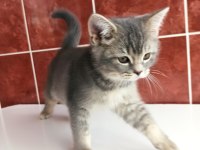 BRİTİSH SHORTHAİR ERKEK YAVRU