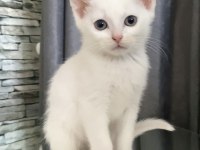 Sahiplendirilecektir british shorthair