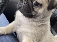 Bakımlı Pug Safkan