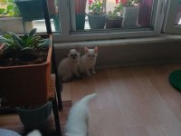 İlk gelen alır british shorthair