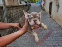 Son 2 sağlam kan french bulldog