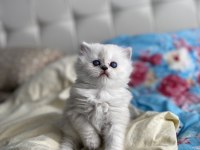 1 Buçuk Aylık Cinsiyeti Net Olarak Belli Olmayan Kedimiz