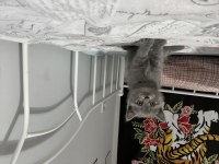 Tatlı british shorthair bebekler