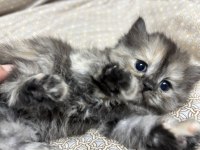 British longhair yavru