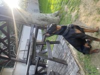 Eğitimli oğlum mars doberman 9.5 aylık