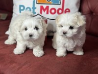 Tea cup maltese terrier yavrular ziyarete açık