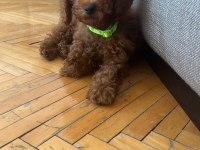 izmir poodle köpeğimiz