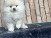 POMERANİAN BOO DÜNYASI