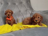 AVUÇ İÇİ KADAR RENK GÜZELLERİ POODLE
