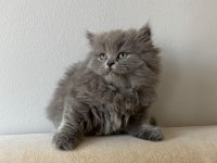 Orjinal şecereli blue point ve british shorthair yavrular