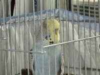YAVRU ELE ALIŞLIN ŞHOW JUMBO ERKEK MUHABBET KUŞU