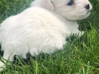0 numara maltese terier bebekler