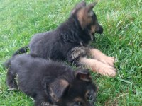 Şecereli aşılı dişi alman çoban köpeği yavruları