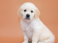 Golden Retriever Adrese Teslim Hizmetimiz Vardır