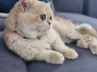 Golden british shorthair erkek