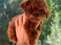 Kore Tea Cup Poodle yavrular
