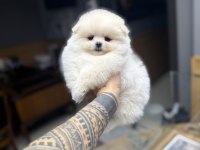 Oyuncak Gibi Tatlı Pomeranian Boo Oğlumuz