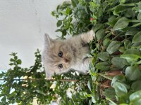 British Shorthair 1.5 Ay