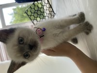 1 yaşında blue point british shorthair