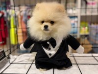 Ayıcık Suratlı Pomeranian