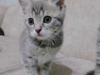 Sahiplendirme scottish fold