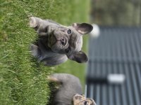 Renkli Gözlü Ev Ortamında Bakılan French Bulldog Yavrularım