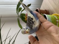 ÖĞRETMENDEN EVDE BESLENEN BAKIMLI MUHABBET KUŞLARI