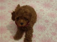 Toy poodle leri en tatlısı