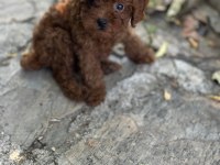 Teacup premium poodle yavrularımız