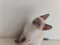 Çok uygundan siyamlar