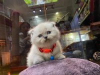 Scottish fold ve british her cins kaliteli yavru kedilerimiz
