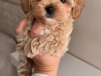 Ciciş Ciciş Maltipoo Bebekler