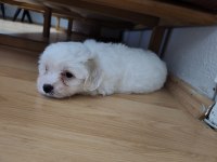 Erkek Maltese yavrusu