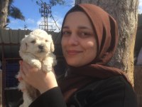 Toy poodle yavrular