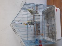 Sultan papağanı çift