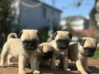 Kalitenin tam adresi pug