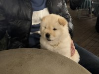 50 GÜNLÜK BEMBEYAZ CHOW CHOW KÖPEĞİ