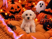 Üst Kalite Maltipoo Bebekler 